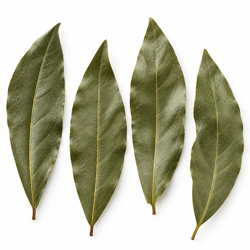 Bay leaf