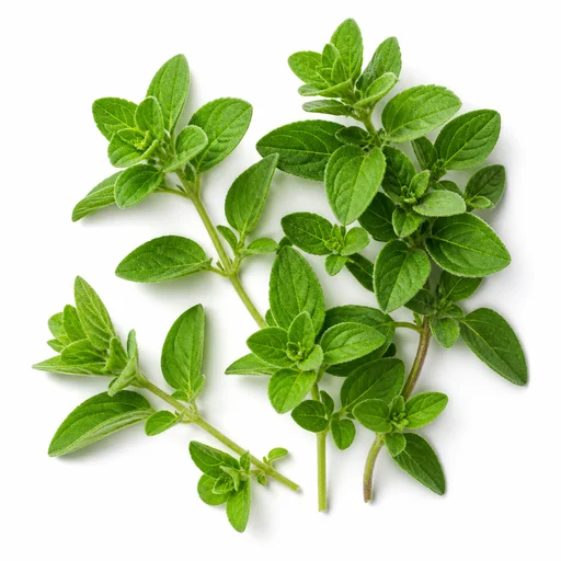 Oregano