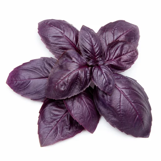 Purple basil