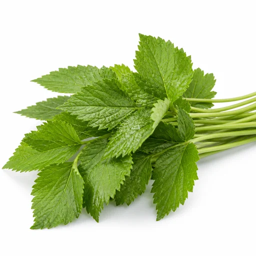 Ground elder (goutweed)