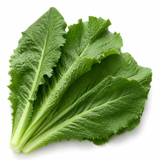 Chicory leaves
