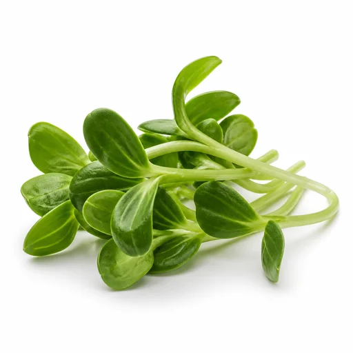 Sunflower sprouts