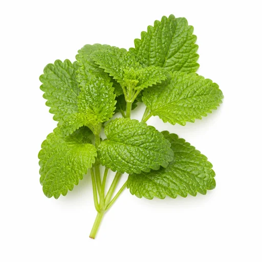 Lemon balm