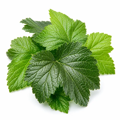 Blackcurrant leaves