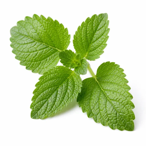 Lemon balm leaves