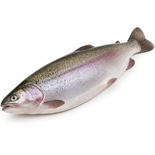Rainbow trout