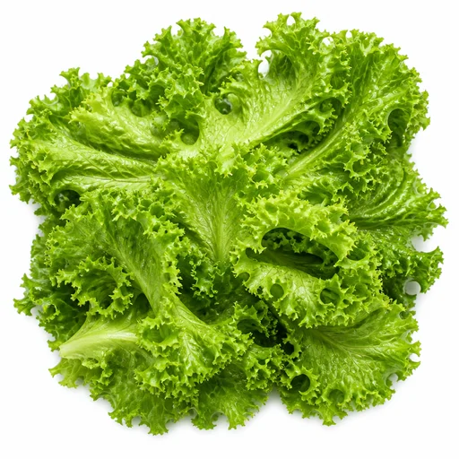 Frillice (frilled iceberg)