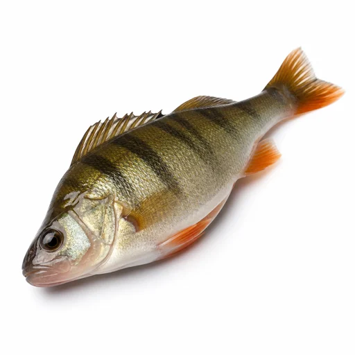 Perch