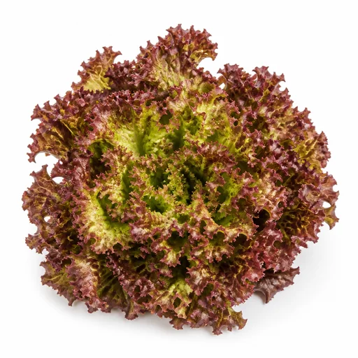 Lollo rosso lettuce