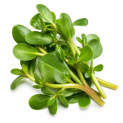 Purslane