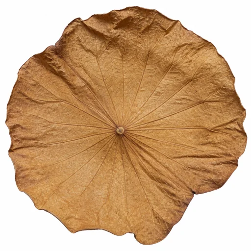 Dried lotus leaves