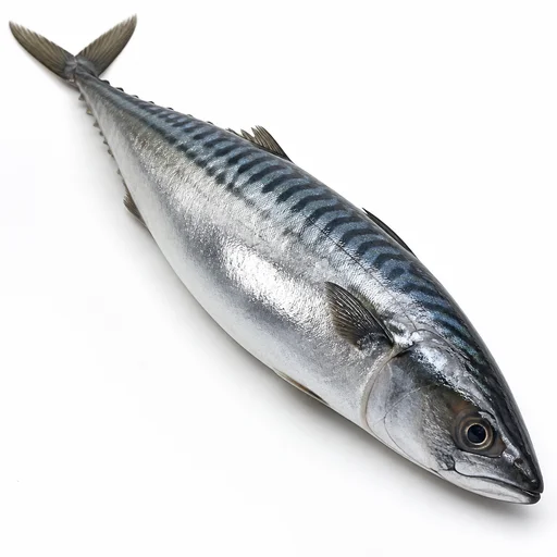 Fresh mackerel