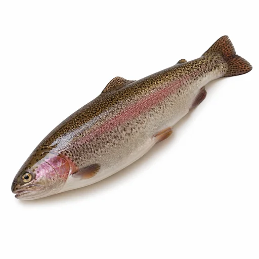 Brook trout (brown trout)